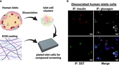 Small molecule glucagon release inhibitors with activity in human islets